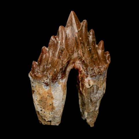 2.7" Basilosaurus Tooth Rooted Prehistoric Whale 34 Mil Yrs Old Late Eocene COA - Fossil Age Minerals