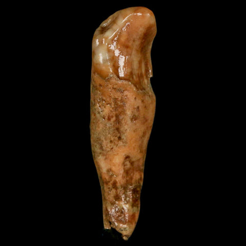 2.1" Extinct Cave Bear Ursus Spelaeus Incisor Tooth Rooted Pleistocene Age COA, Stand - Fossil Age Minerals
