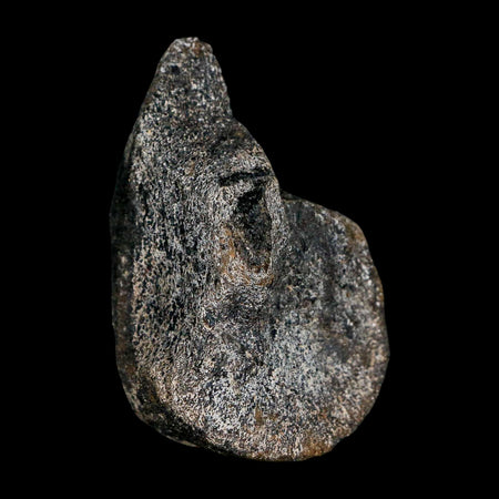 2.5" Hypacrosaurus Dinosaur Fossil Limb Bone Two Medicine FM Montana COA