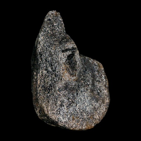 2.5" Hypacrosaurus Dinosaur Fossil Limb Bone Two Medicine FM Montana COA