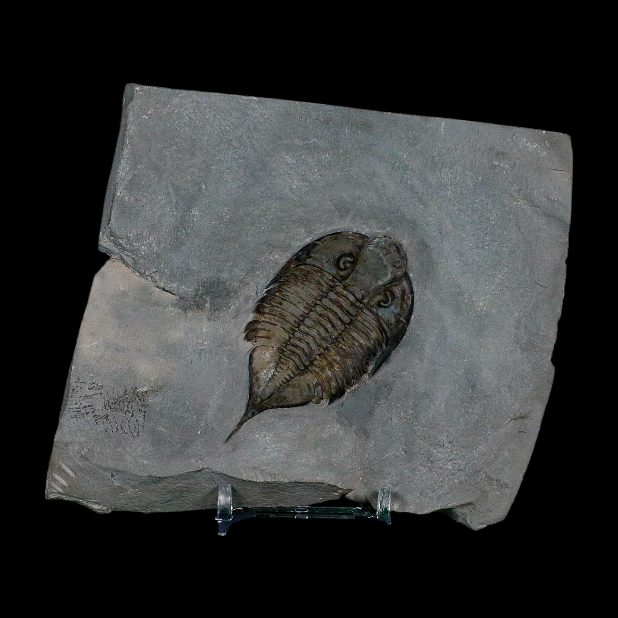 2.5" Dalmanites Limulurus Trilobite Fossil In Matrix Rochester Shale Middleport New York - Fossil Age Minerals