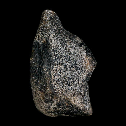 2.5" Hypacrosaurus Dinosaur Fossil Limb Bone Two Medicine FM Montana COA