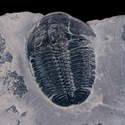 1" Elrathia Kingi Trilobite Fossil In Matrix House Range Utah Cambrian Age COA
