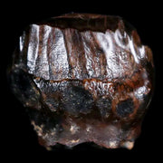 0.4" Ankylosaurus Fossil Tooth Judith River FM Cretaceous Dinosaur MT COA & Display