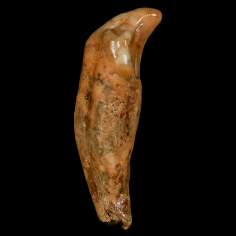 2.1" Extinct Cave Bear Ursus Spelaeus Incisor Tooth Rooted Pleistocene Age COA, Stand - Fossil Age Minerals