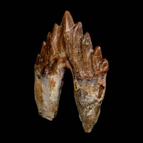 2.7" Basilosaurus Tooth Rooted Prehistoric Whale 34 Mil Yrs Old Late Eocene COA - Fossil Age Minerals