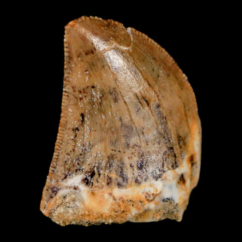 0.9" Carcharodontosaurus Fossil Tooth Cretaceous Dinosaur Morocco COA, Display - Fossil Age Minerals