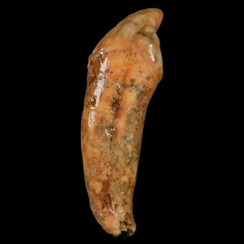 2.1" Extinct Cave Bear Ursus Spelaeus Incisor Tooth Rooted Pleistocene Age COA, Stand - Fossil Age Minerals