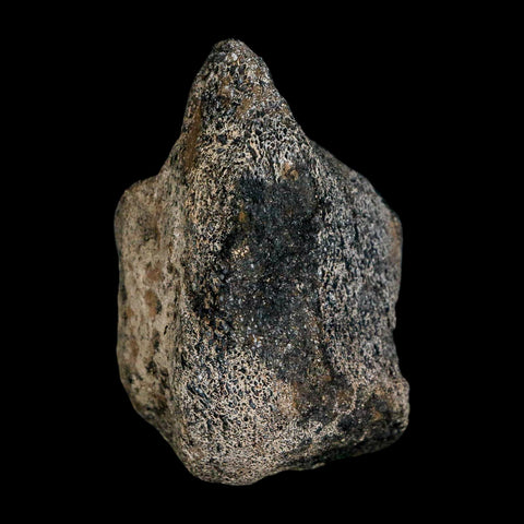 2.5" Hypacrosaurus Dinosaur Fossil Limb Bone Two Medicine FM Montana COA