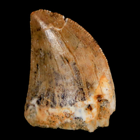 0.9" Carcharodontosaurus Fossil Tooth Cretaceous Dinosaur Morocco COA, Display - Fossil Age Minerals