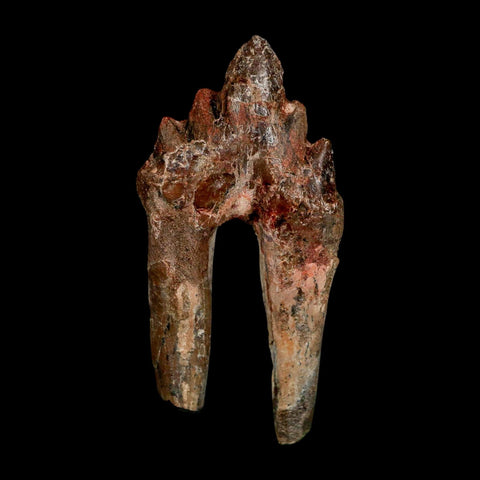 2.8" Basilosaurus Tooth Rooted Prehistoric Whale 34 Mil Yrs Old Late Eocene COA - Fossil Age Minerals