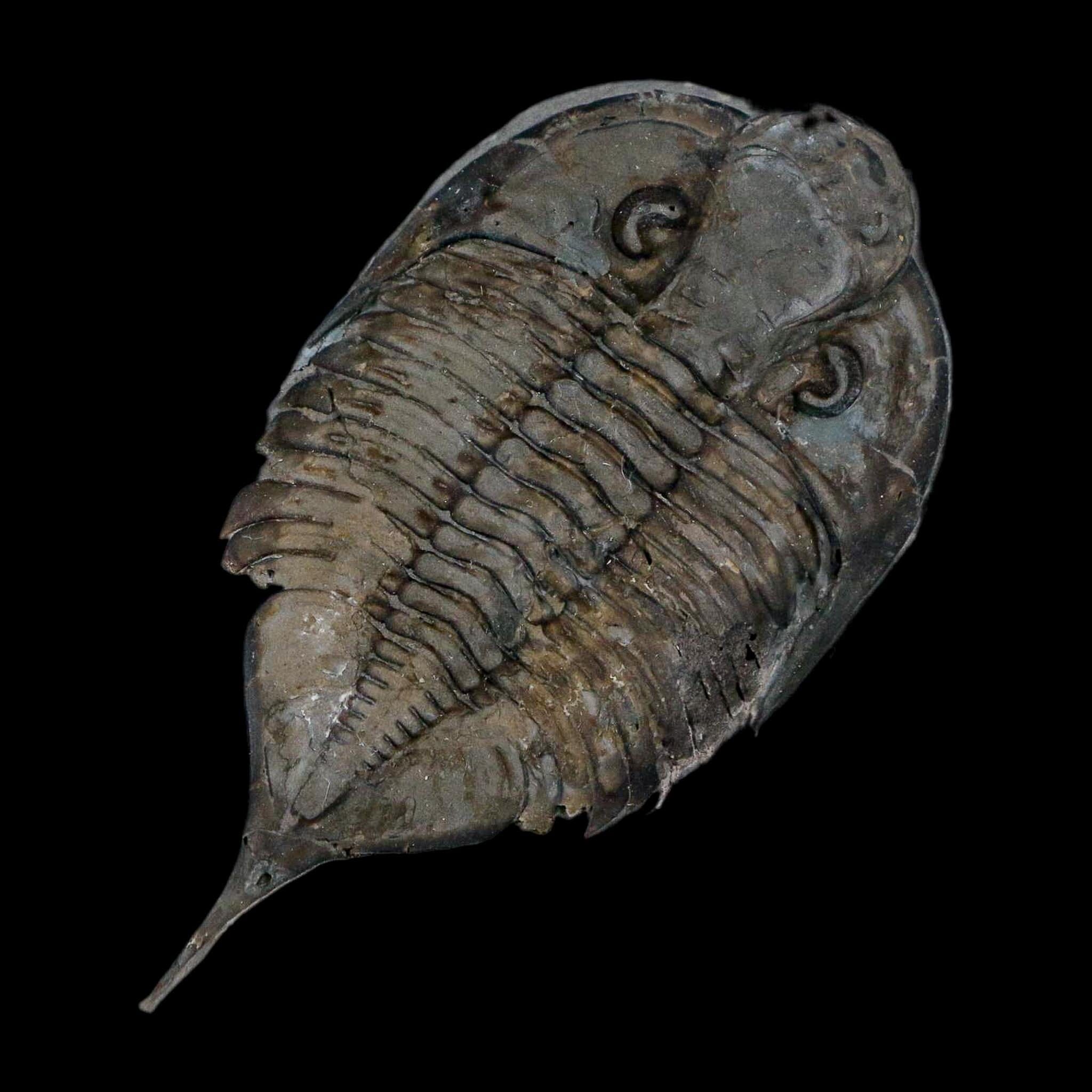 2.5" Dalmanites Limulurus Trilobite Fossil In Matrix Rochester Shale Middleport New York - Fossil Age Minerals