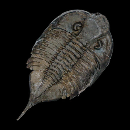 2.5" Dolmanites Limulurus Trilobite Fossil In Matrix Rochester Shale Middleport New York