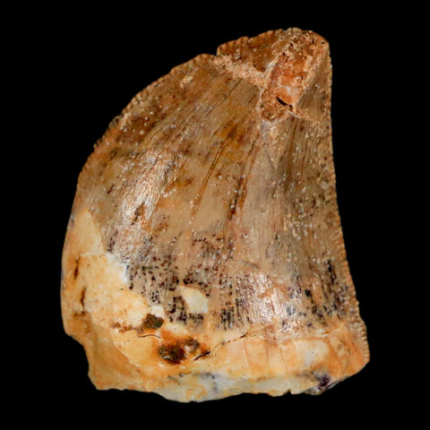 0.9" Carcharodontosaurus Fossil Tooth Cretaceous Dinosaur Morocco COA, Display - Fossil Age Minerals