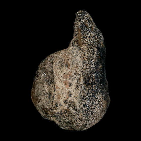 2.5" Hypacrosaurus Dinosaur Fossil Limb Bone Two Medicine FM Montana COA