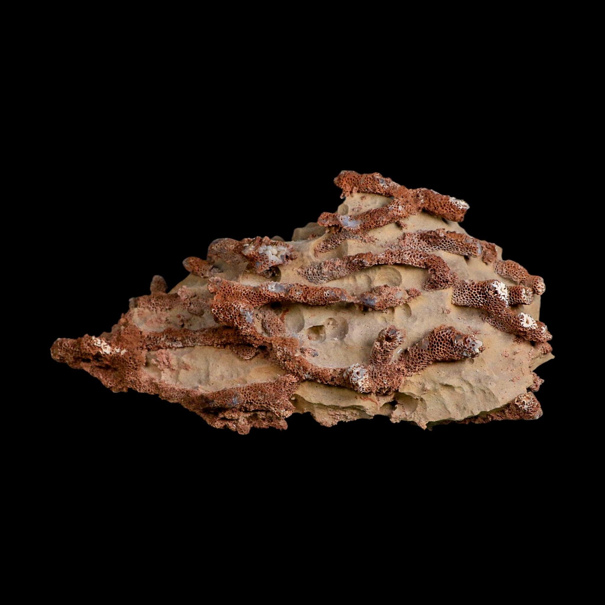 6.1" Thamnopora SP Coral Fossil Coral Reef Devonian Age Verde Valley, Arizona