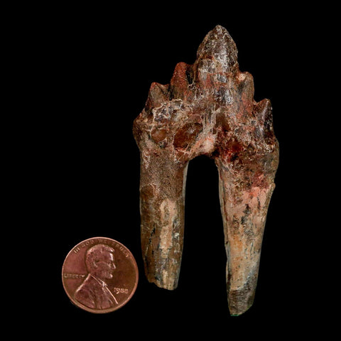 2.8" Basilosaurus Tooth Rooted Prehistoric Whale 34 Mil Yrs Old Late Eocene COA - Fossil Age Minerals