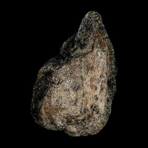 2.5" Hypacrosaurus Dinosaur Fossil Limb Bone Two Medicine FM Montana COA