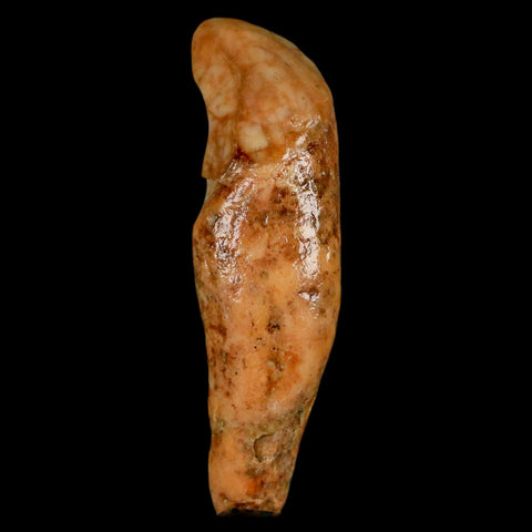 2.1" Extinct Cave Bear Ursus Spelaeus Incisor Tooth Rooted Pleistocene Age COA, Stand - Fossil Age Minerals