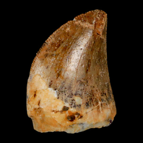 0.9" Carcharodontosaurus Fossil Tooth Cretaceous Dinosaur Morocco COA, Display - Fossil Age Minerals
