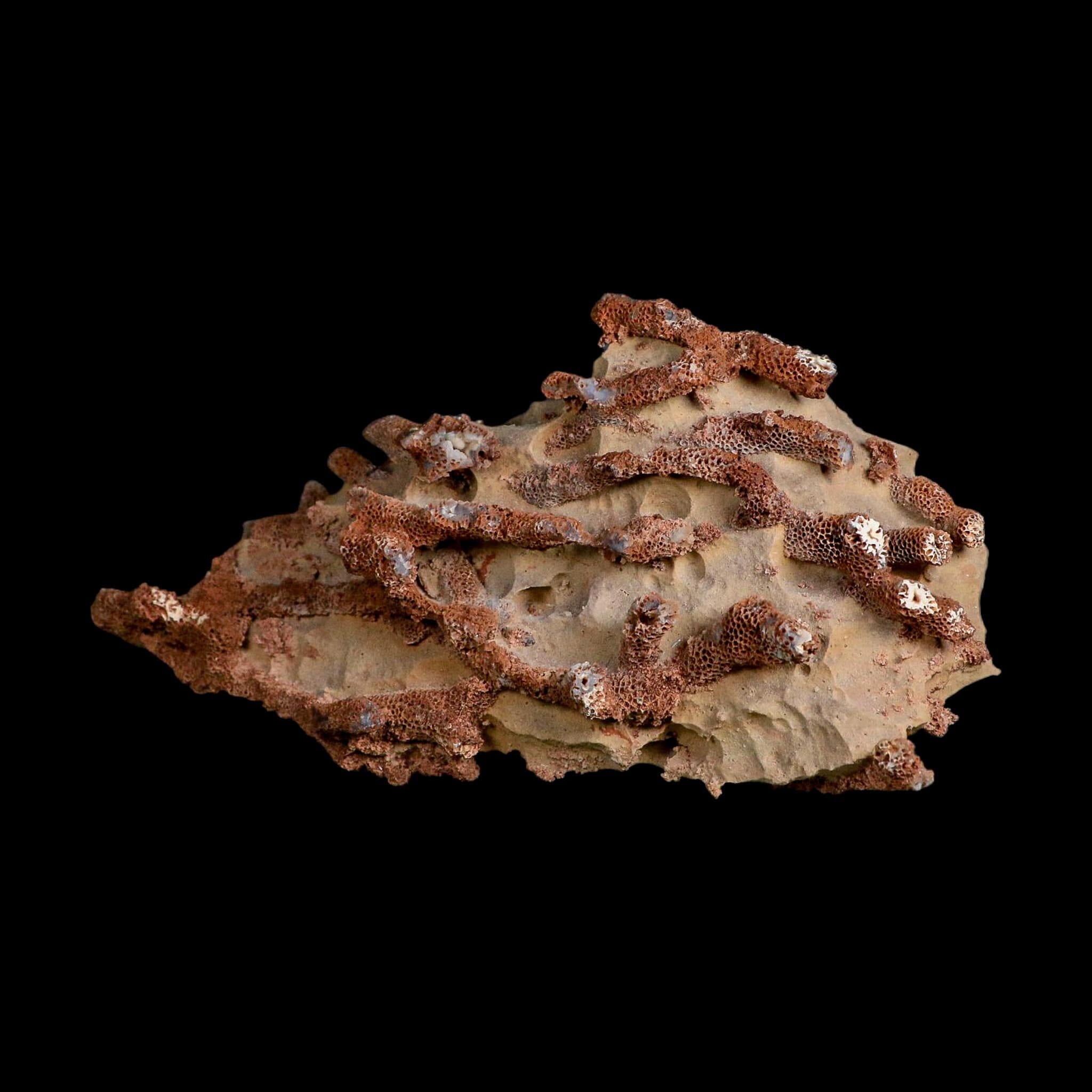 6.1" Thamnopora SP Coral Fossil Coral Reef Devonian Age Verde Valley, Arizona