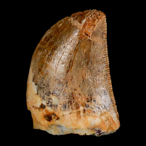 0.9" Carcharodontosaurus Fossil Tooth Cretaceous Dinosaur Morocco COA, Display - Fossil Age Minerals