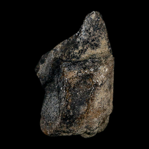 2.5" Hypacrosaurus Dinosaur Fossil Limb Bone Two Medicine FM Montana COA