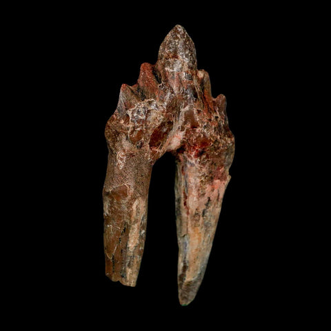 2.8" Basilosaurus Tooth Rooted Prehistoric Whale 34 Mil Yrs Old Late Eocene COA - Fossil Age Minerals