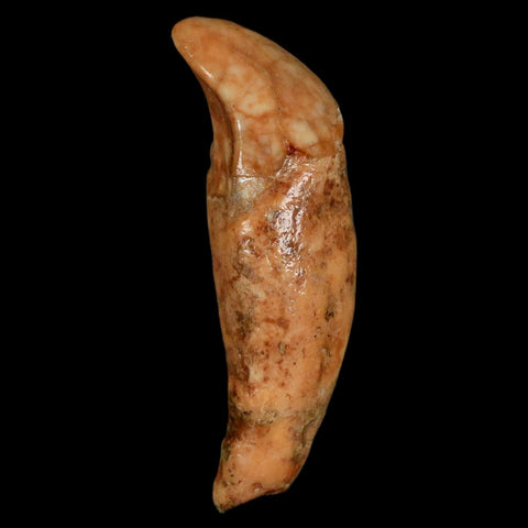 2.1" Extinct Cave Bear Ursus Spelaeus Incisor Tooth Rooted Pleistocene Age COA, Stand - Fossil Age Minerals