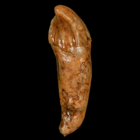 2.1" Extinct Cave Bear Ursus Spelaeus Incisor Tooth Rooted Pleistocene Age COA, Stand - Fossil Age Minerals