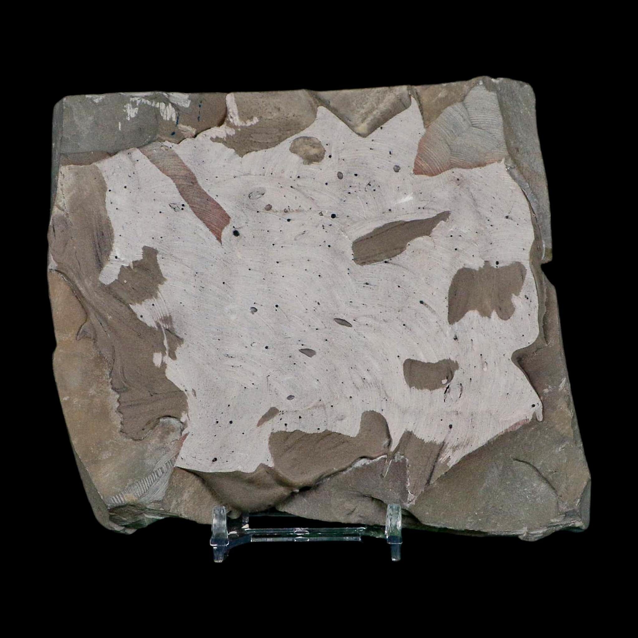 2.5" Dalmanites Limulurus Trilobite Fossil In Matrix Rochester Shale Middleport New York - Fossil Age Minerals
