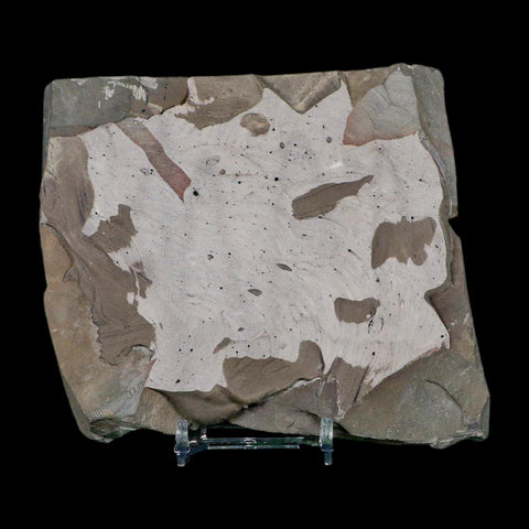 2.5" Dalmanites Limulurus Trilobite Fossil In Matrix Rochester Shale Middleport New York - Fossil Age Minerals