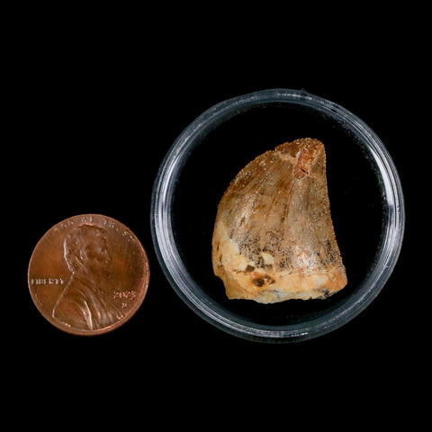 0.9" Carcharodontosaurus Fossil Tooth Cretaceous Dinosaur Morocco COA, Display - Fossil Age Minerals