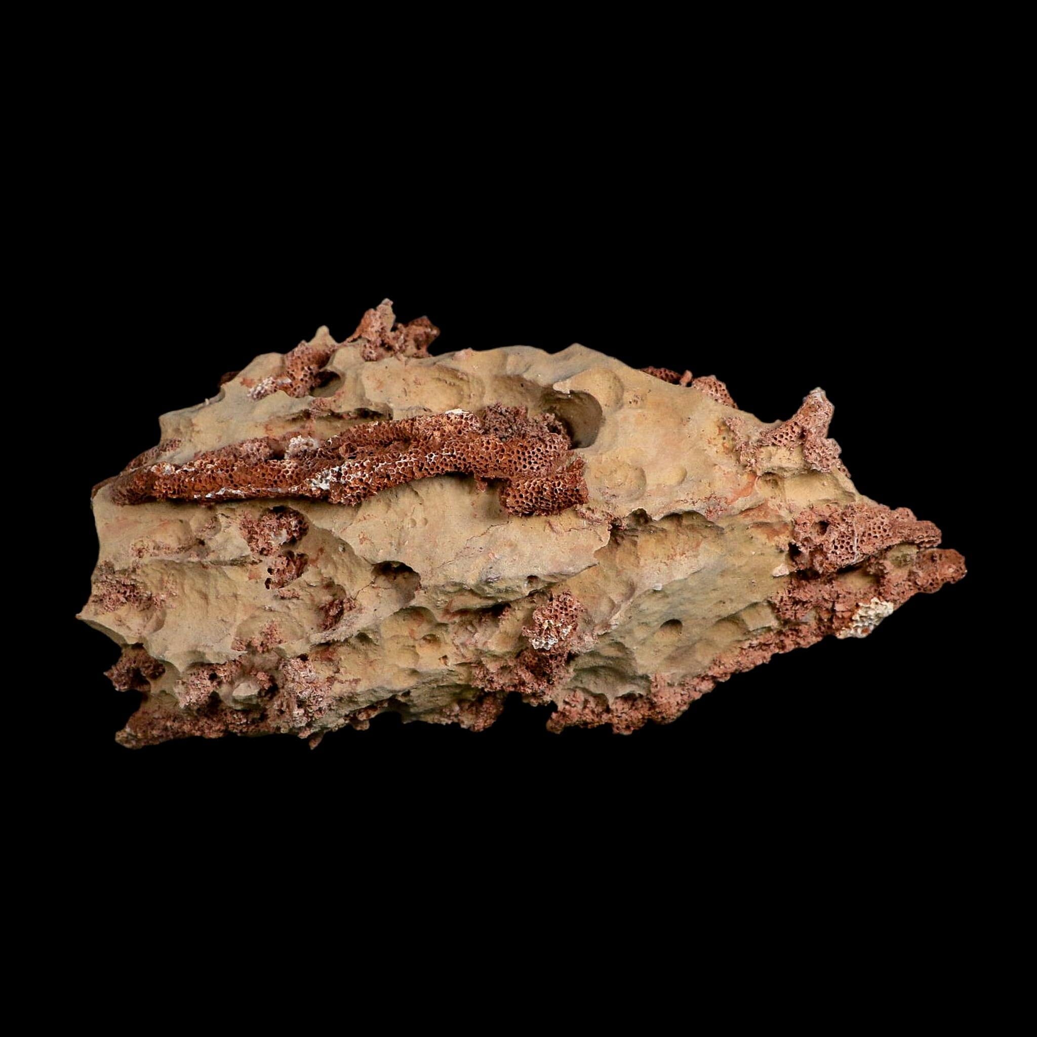 6.1" Thamnopora SP Coral Fossil Coral Reef Devonian Age Verde Valley, Arizona