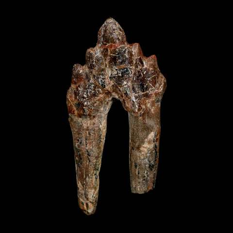 2.8" Basilosaurus Tooth Rooted Prehistoric Whale 34 Mil Yrs Old Late Eocene COA - Fossil Age Minerals