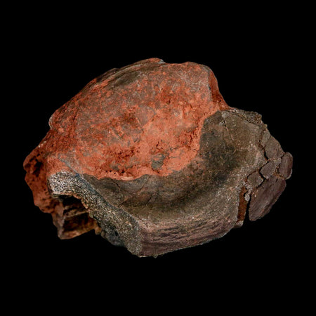 3" Phytosaur Fossil Vertebrae Triassic Age Archosaur Redonda FM NM COA