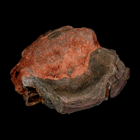 3" Phytosaur Fossil Vertebrae Triassic Age Archosaur Redonda FM NM COA