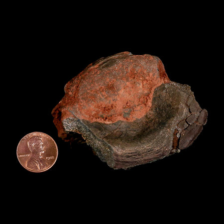 3" Phytosaur Fossil Vertebrae Triassic Age Archosaur Redonda FM NM COA