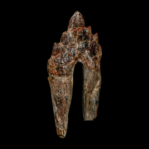 2.8" Basilosaurus Tooth Rooted Prehistoric Whale 34 Mil Yrs Old Late Eocene COA - Fossil Age Minerals