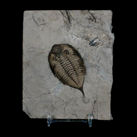 2.3" Dolmanites Limulurus Trilobite Fossil In Matrix Rochester Shale Middleport New York