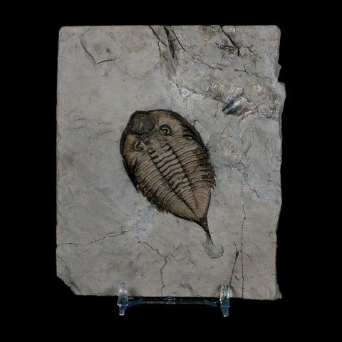2.3" Dalmanites Limulurus Trilobite Fossil In Matrix Rochester Shale Middleport New York - Fossil Age Minerals
