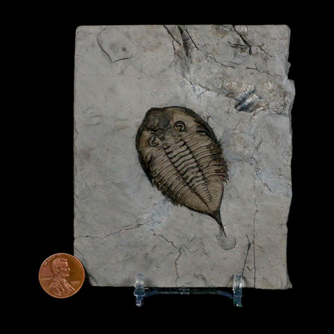 2.3" Dalmanites Limulurus Trilobite Fossil In Matrix Rochester Shale Middleport New York - Fossil Age Minerals