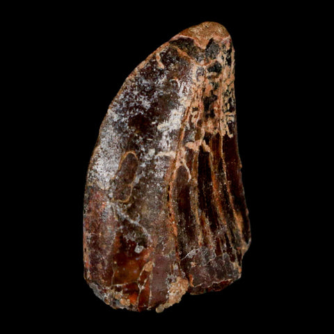 1.3" Carcharodontosaurus Fossil Tooth Cretaceous Dinosaur Morocco COA, Display - Fossil Age Minerals