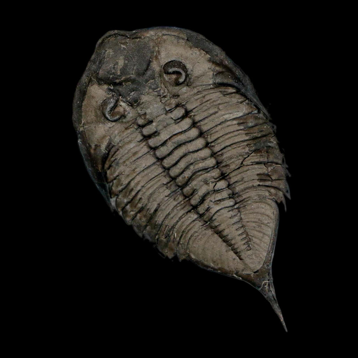 23 Dalmanites Limulurus Trilobite Fossil In Matrix Rochester Shale
