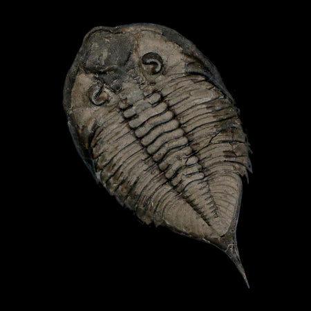 2.3" Dolmanites Limulurus Trilobite Fossil In Matrix Rochester Shale Middleport New York
