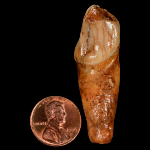 2.1" Extinct Cave Bear Ursus Spelaeus Incisor Tooth Rooted Pleistocene Age COA, Stand - Fossil Age Minerals
