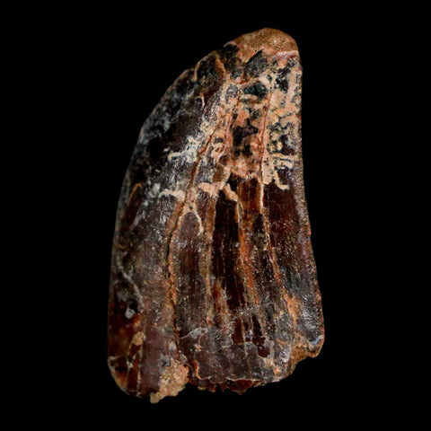 1.3" Carcharodontosaurus Fossil Tooth Cretaceous Dinosaur Morocco COA, Display - Fossil Age Minerals