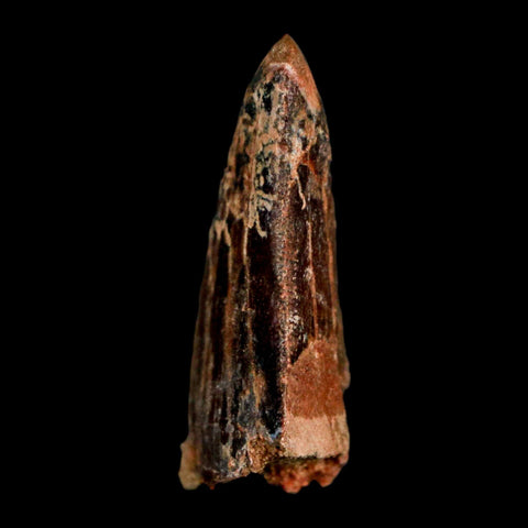 1.3" Carcharodontosaurus Fossil Tooth Cretaceous Dinosaur Morocco COA, Display - Fossil Age Minerals