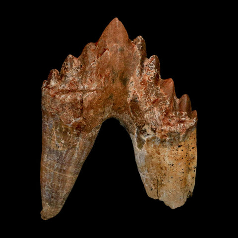 2.5" Basilosaurus Tooth Rooted Prehistoric Whale 34 Mil Yrs Old Late Eocene COA - Fossil Age Minerals