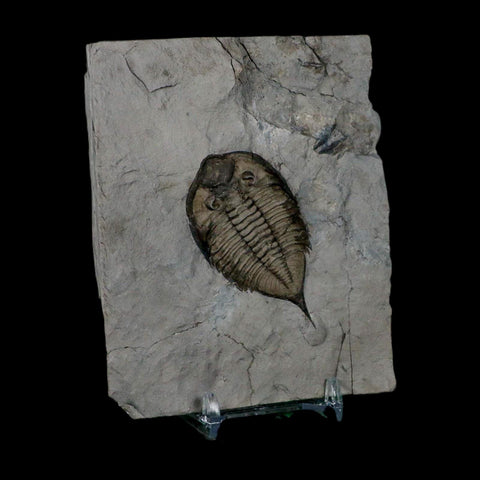 2.3" Dalmanites Limulurus Trilobite Fossil In Matrix Rochester Shale Middleport New York - Fossil Age Minerals